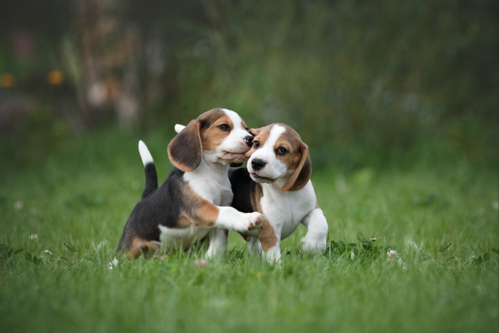 Two puppy beagles after visiting the veterinarian in Clayton, NC