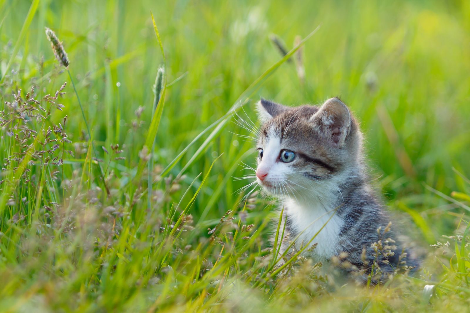 kitten in grass after veterinarian in Clayton